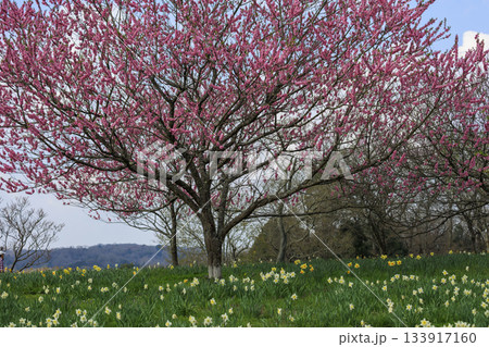 国営備北丘陵公園の春景色桃の花と水仙 133917160