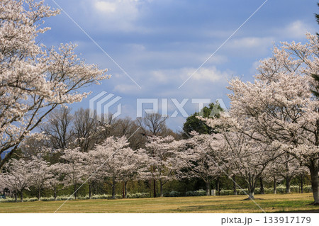 国営備北丘陵公園の春景色満開の桜並木 133917179