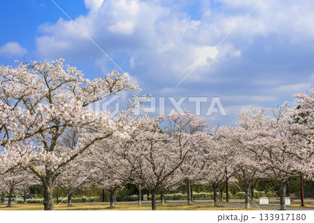 国営備北丘陵公園の春景色満開の桜並木 133917180