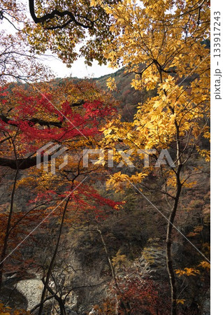 栃木県 紅葉真っ盛りの龍王峡 133917243