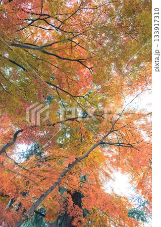 栃木県 大山参道の紅葉のトンネル 栃木県 大山参道の紅葉のトンネル 133917310