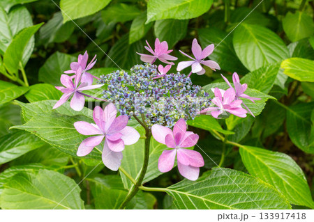 アジサイの花（ダンスパーティー） 133917418