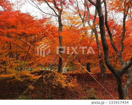 京都_宝筐院 133917434