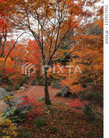 京都_宝筐院 京都_宝筐院 133917452
