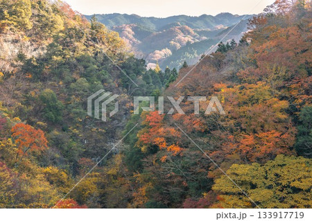 茨城県常陸太田市　紅葉の竜神大吊り橋 133917719
