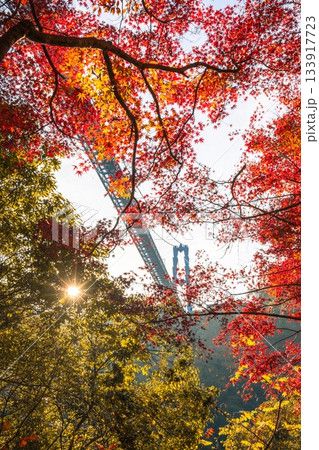 茨城県常陸太田市　紅葉の竜神大吊り橋 133917723