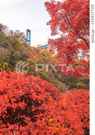 茨城県常陸太田市　紅葉の竜神大吊り橋 133917729