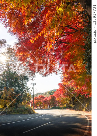 茨城県常陸太田市　紅葉の竜神大吊り橋 133917731
