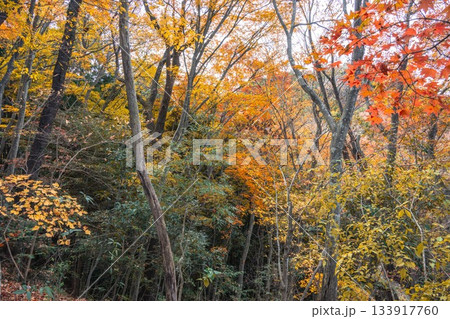 茨城県常陸太田市　紅葉の竜神大吊り橋 133917760