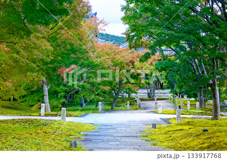 総本山智積院 智積院の境内の紅葉など 総本山智積院 智積院の境内の紅葉など 133917768