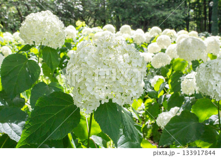 アジサイの花(アナベル) アジサイの花(アナベル) 133917844