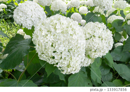 アジサイの花（アナベル） 133917856
