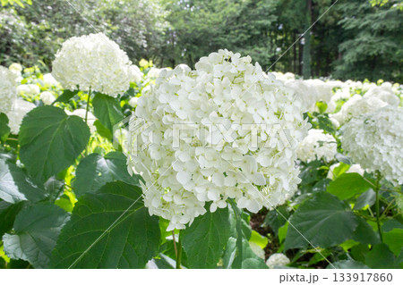 アジサイの花(アナベル) アジサイの花(アナベル) 133917860