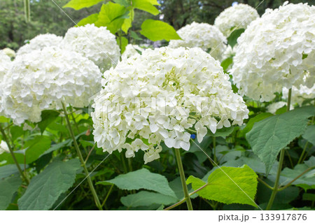アジサイの花（アナベル） 133917876