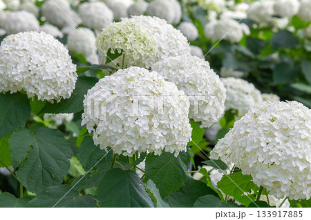 アジサイの花(アナベル) アジサイの花(アナベル) 133917885