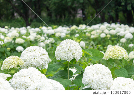 アジサイの花(アナベル) アジサイの花(アナベル) 133917890