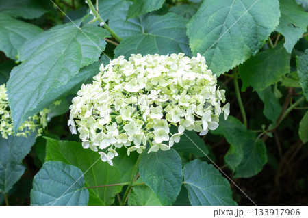 アジサイの花(アナベル) アジサイの花(アナベル) 133917906