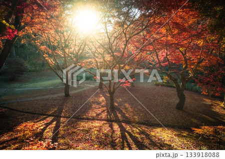 茨城県水戸市 紅葉の偕楽園もみじ谷 茨城県水戸市 紅葉の偕楽園もみじ谷 133918088