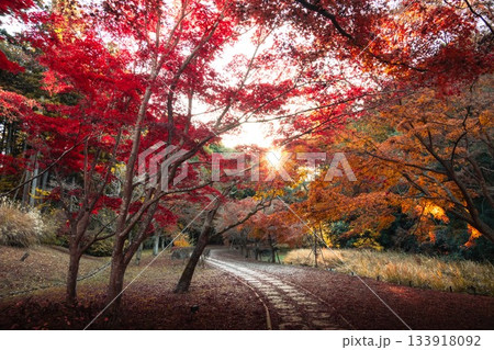 茨城県水戸市　紅葉の偕楽園もみじ谷 133918092