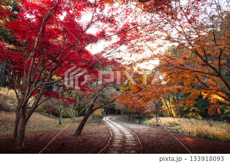 茨城県水戸市　紅葉の偕楽園もみじ谷 133918093