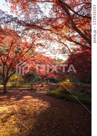 茨城県水戸市 紅葉の偕楽園もみじ谷 茨城県水戸市 紅葉の偕楽園もみじ谷 133918103