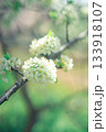 白いサクラ 133918107