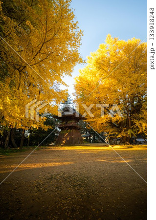 茨城県行方市　西連寺の大イチョウ 133918248