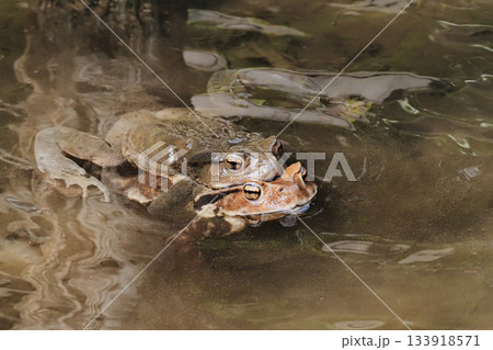 産卵行動中のアズマヒキガエル（ペア） 133918571