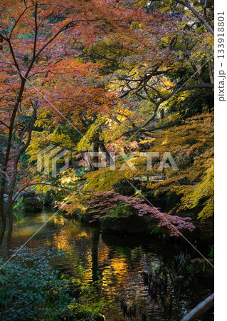 千葉県成田市 紅葉の成田山新勝寺 千葉県成田市 紅葉の成田山新勝寺 133918801