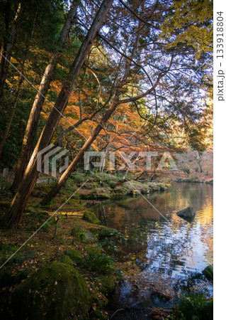 千葉県成田市　紅葉の成田山新勝寺 133918804