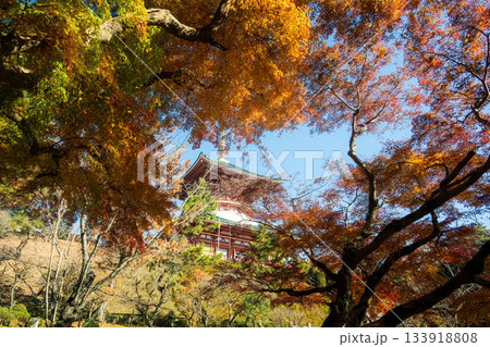 千葉県成田市 紅葉の成田山新勝寺 千葉県成田市 紅葉の成田山新勝寺 133918808