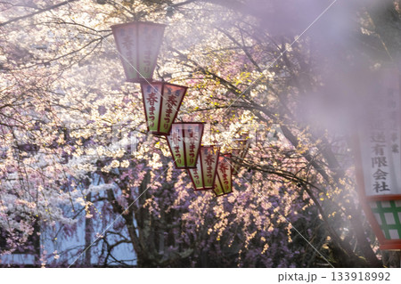 打吹公園の桜景色(倉吉市) 打吹公園の桜景色(倉吉市) 133918992