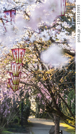 打吹公園の桜景色（倉吉市） 133918995