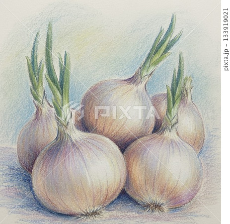 水彩で描いた玉ねぎ 水彩で描いた玉ねぎ 133919021