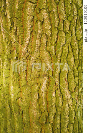 Texture of tree bark with green moss. Dry tree texture background. Nature concept. Texture of tree bark with green moss. Dry tree texture background. Nature concept. 133919109