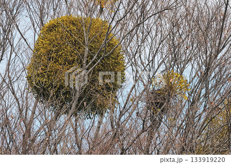 ヤドリギ 133919220