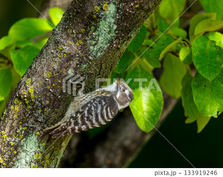 木にとまるコゲラ 133919246