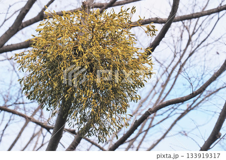 ヤドリギ 133919317