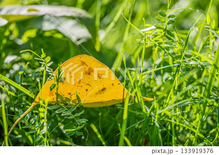 朝日に浮かび上がる落ち葉 秋イメージ 朝日に浮かび上がる落ち葉 秋イメージ 133919376
