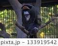 ブラッザモンキー 133919542