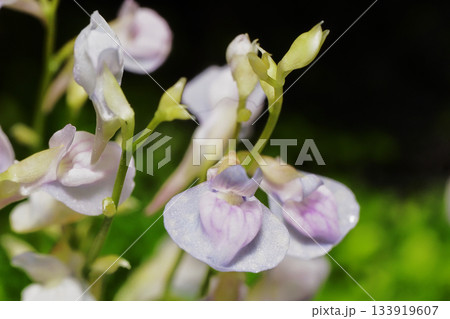 ウォーターローンの花 ウォーターローンの花 133919607