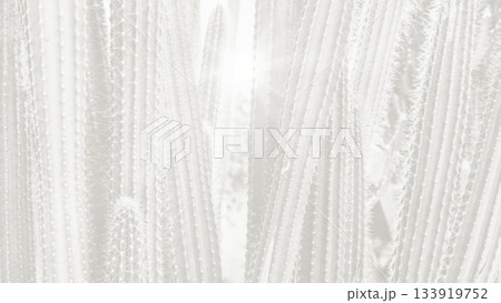 Cacti growing in a desert environment under bright sunlight during mid-afternoon hours 133919752