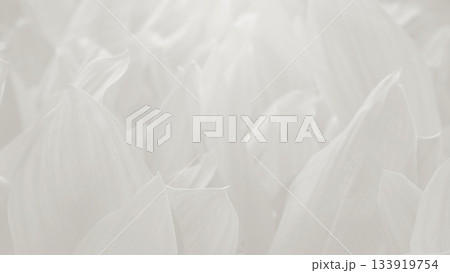 White leaves create a soft background in a natural setting during daylight hours 133919754