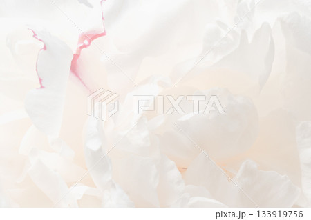 White peonies bloom with soft petals, showcasing delicate layers in natural light White peonies bloom with soft petals, showcasing delicate layers in natural light 133919756