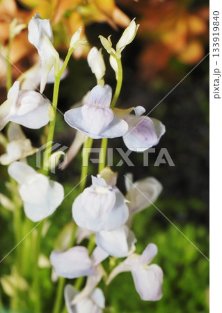 ウォーターローンの花 ウォーターローンの花 133919840