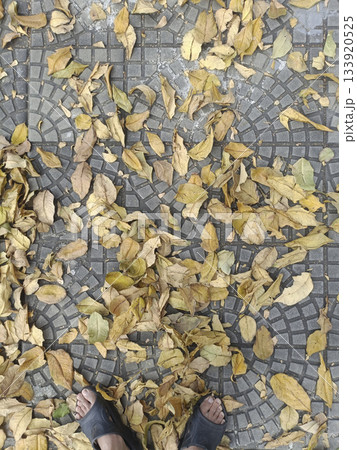 Autumn leaves mosaic pavement dry foliage urban sidewalk top view sandals muted color calm mood scattered across stone Autumn leaves mosaic pavement dry foliage urban sidewalk top view sandals muted color calm mood scattered across stone 133920525
