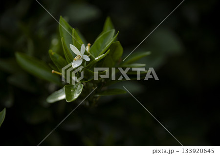 みかんの白い花 133920645