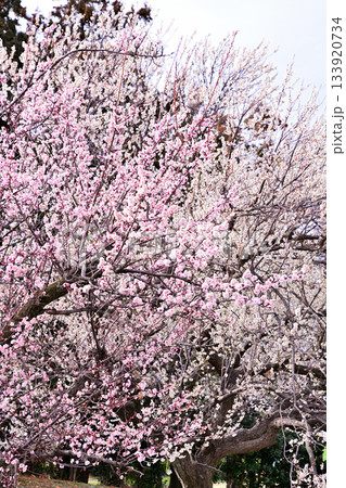 早春の訪れ 満開の紅梅 早春の訪れ 満開の紅梅 133920734