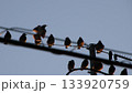 電線にとまる鳥 133920759