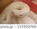 横から見た蛇 133920760